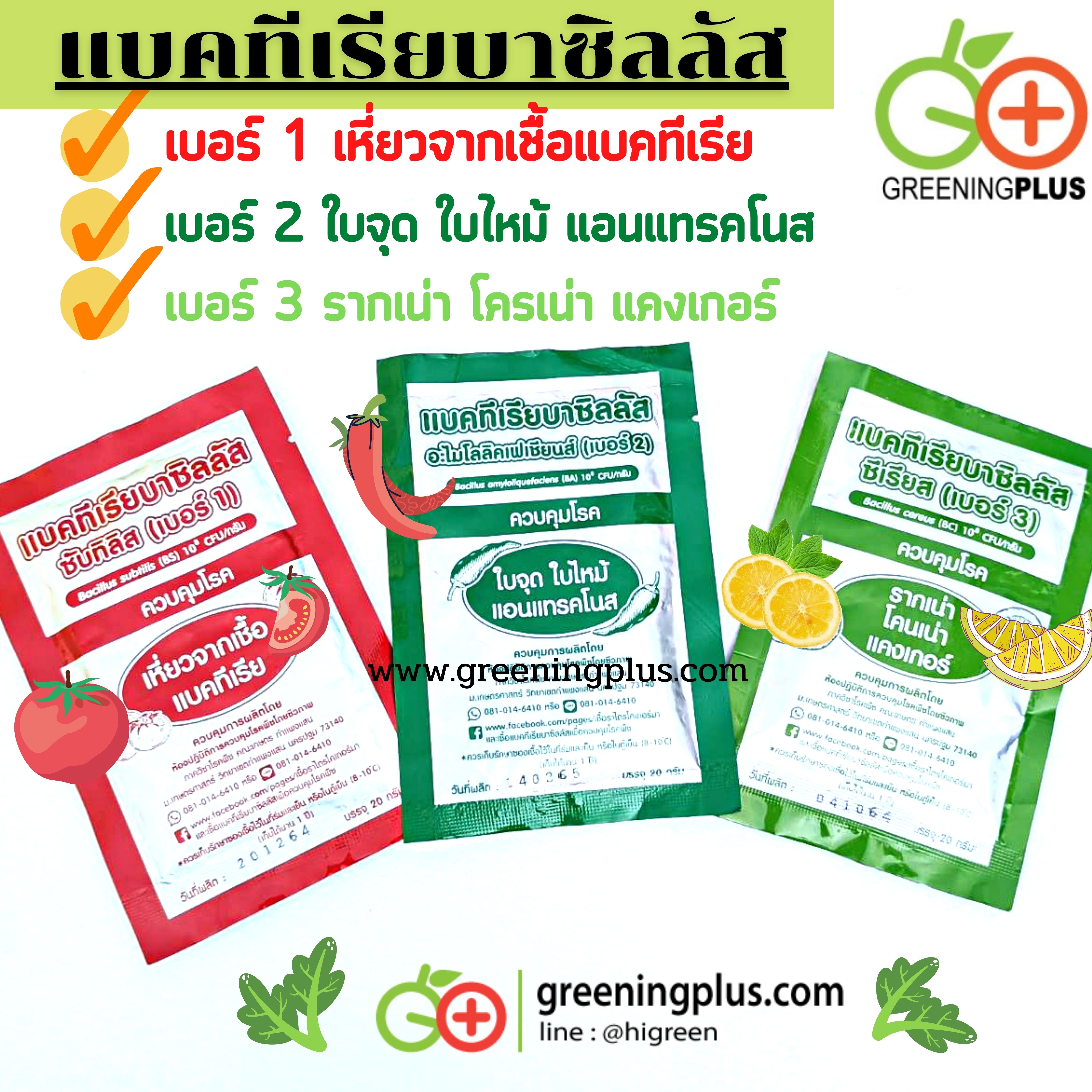 แบคทีเรียบาซิลลัส เบอร์ 2 ควบคุมโรคใบจุด ใบไหม้ และแอนแทรคโนส