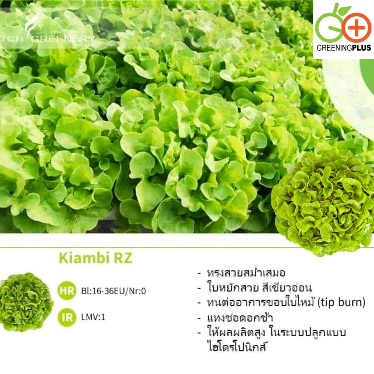 green oakleaf (KIAMBI) Dutch 100 pills(เคลือบ)