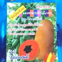 มะละกอฮอลแลนด์ กำไลทอง