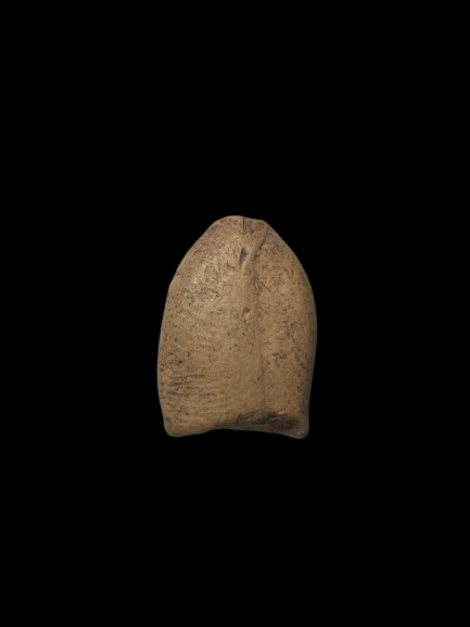 F248 ซุ้มกอเล็ก