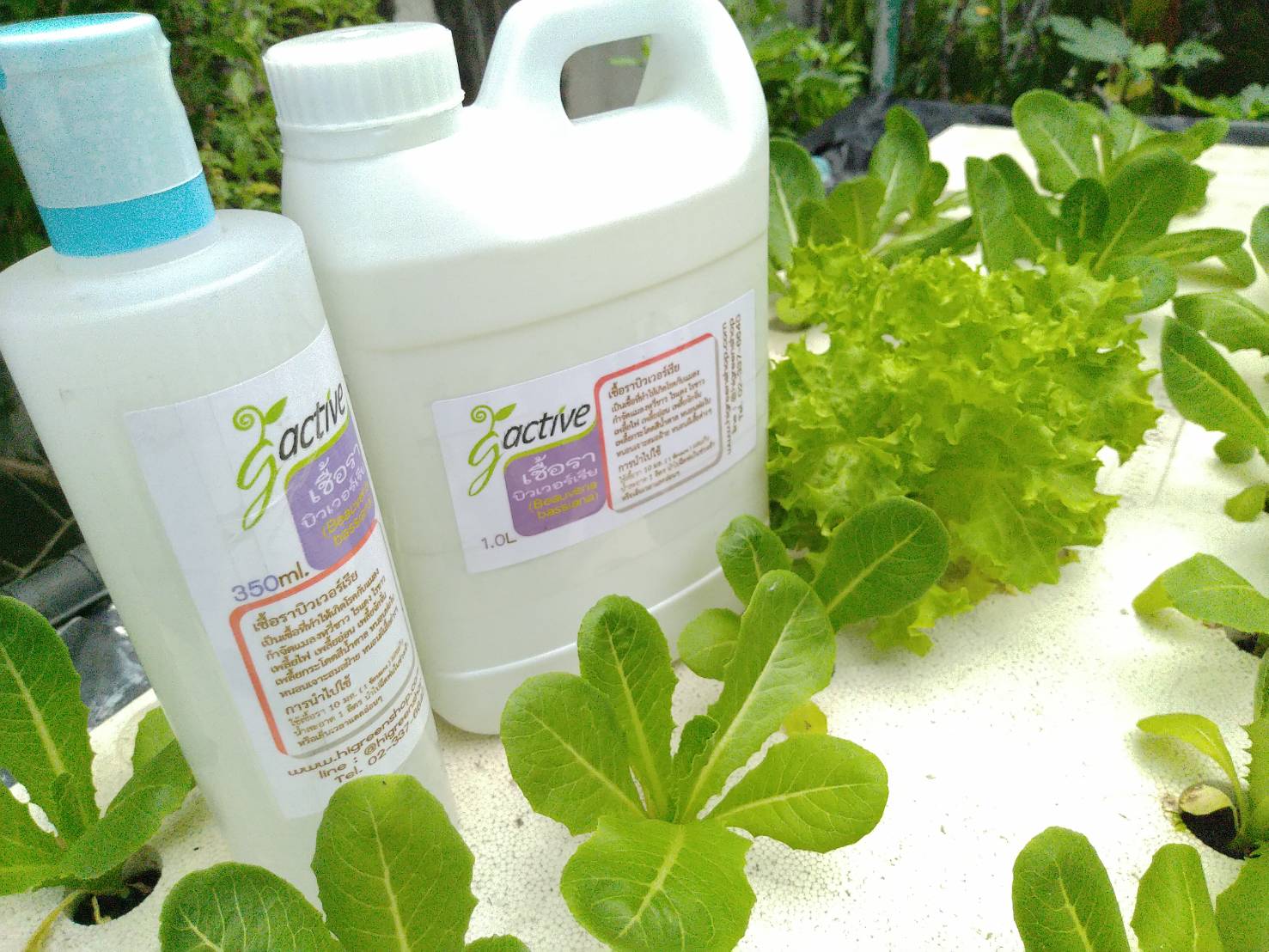 น้ำหมักจุลินทรีย์เชื้อราบิวเวอร์เรีย ขนาด 1000 มล.