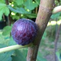 sultana fig 15เมล็ด/ซอง