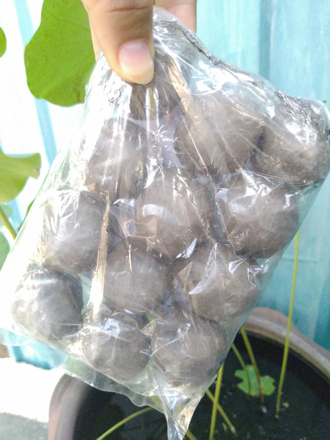 ปุ๋ยบัวดินปั้น