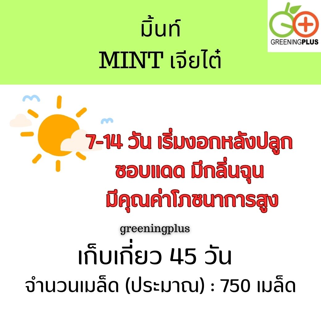 มิ้นท์ MINT เจียไต๋