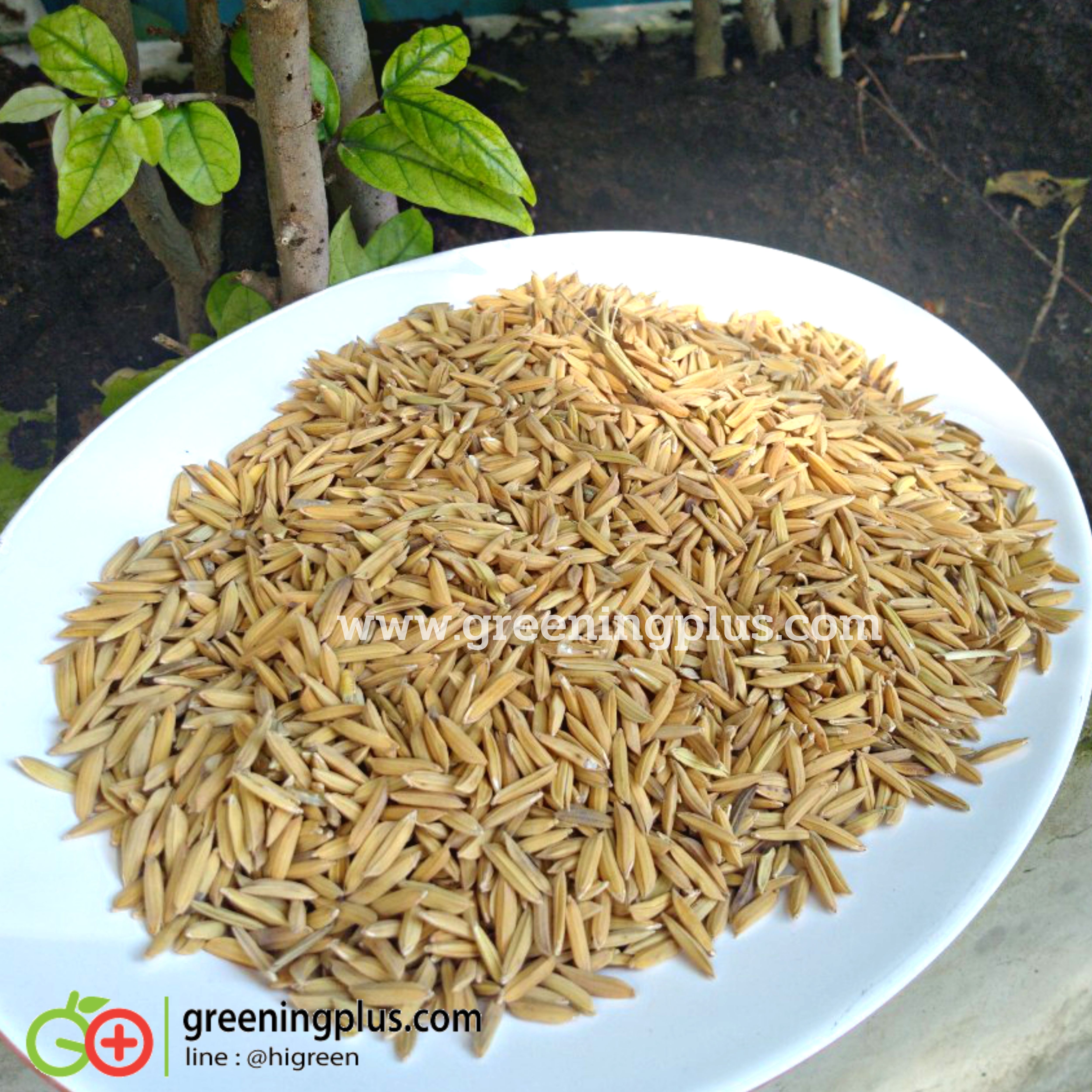 ข้าวเปลือก เกรด A ตราไก่ชน (แบ่งขาย) ขนาด 1 กก