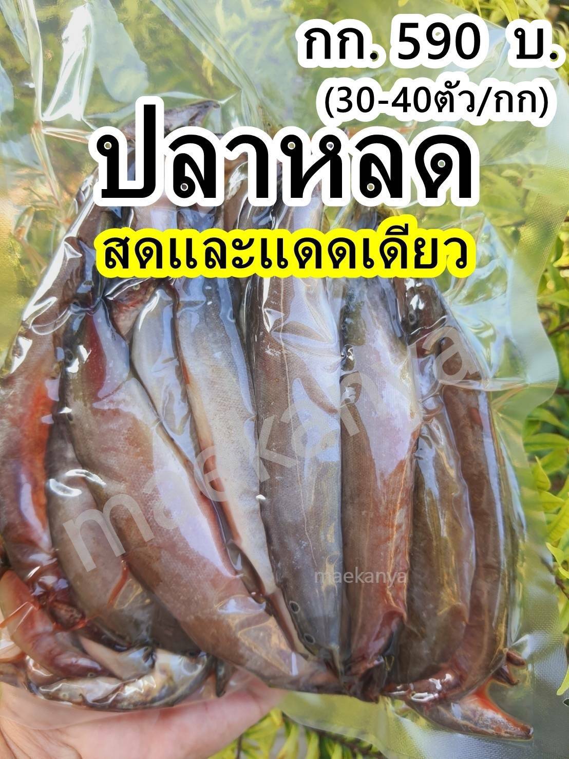 ปลาหลด สด