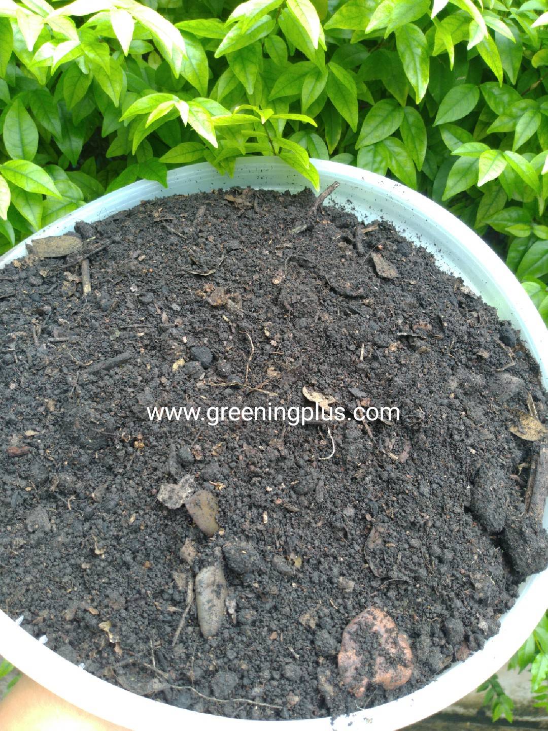 ดินอาหลี ดินดี จากลพบุรี จำนวน 1 กระสอบ