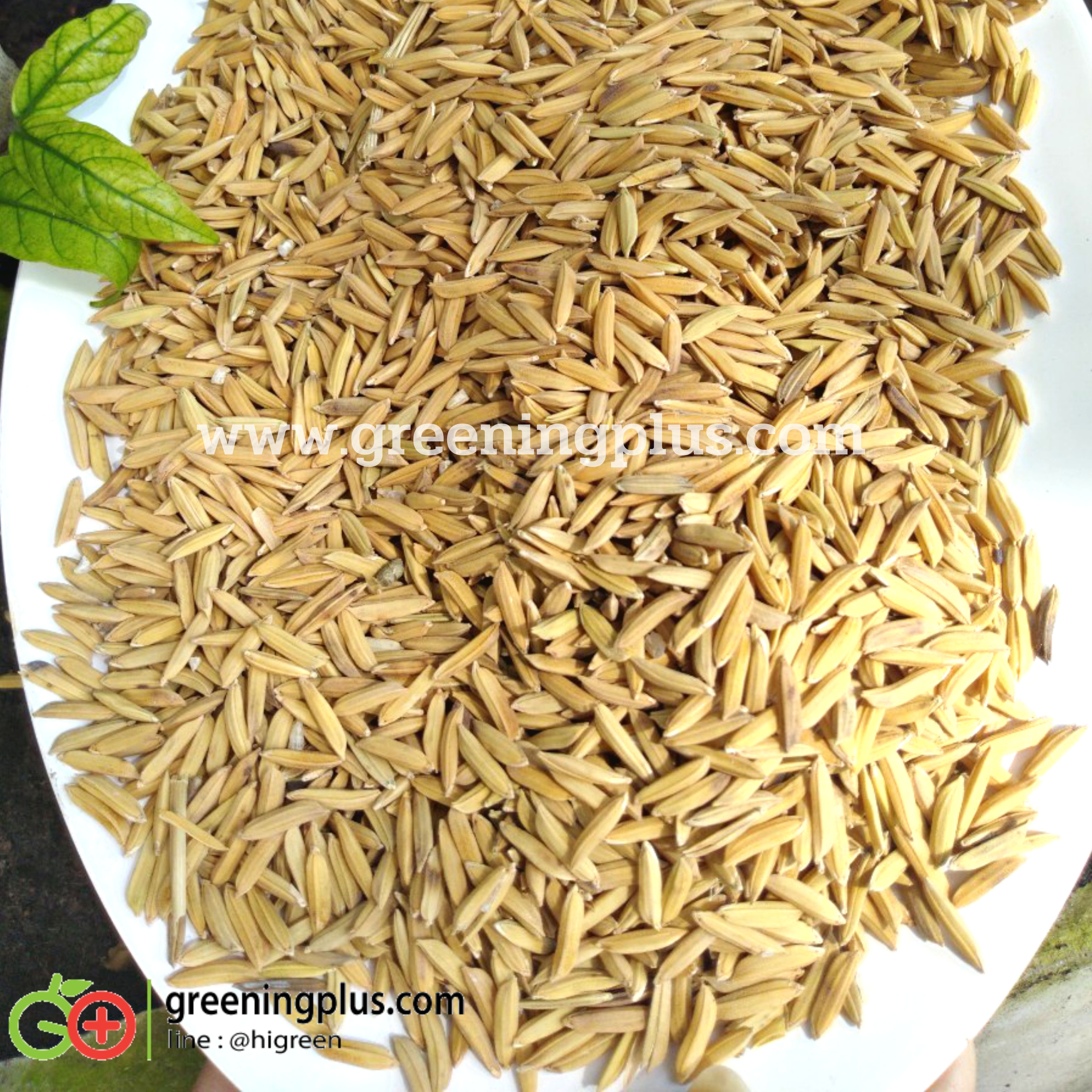 ข้าวเปลือก เกรด A ตราไก่ชน (แบ่งขาย) ขนาด 1 กก