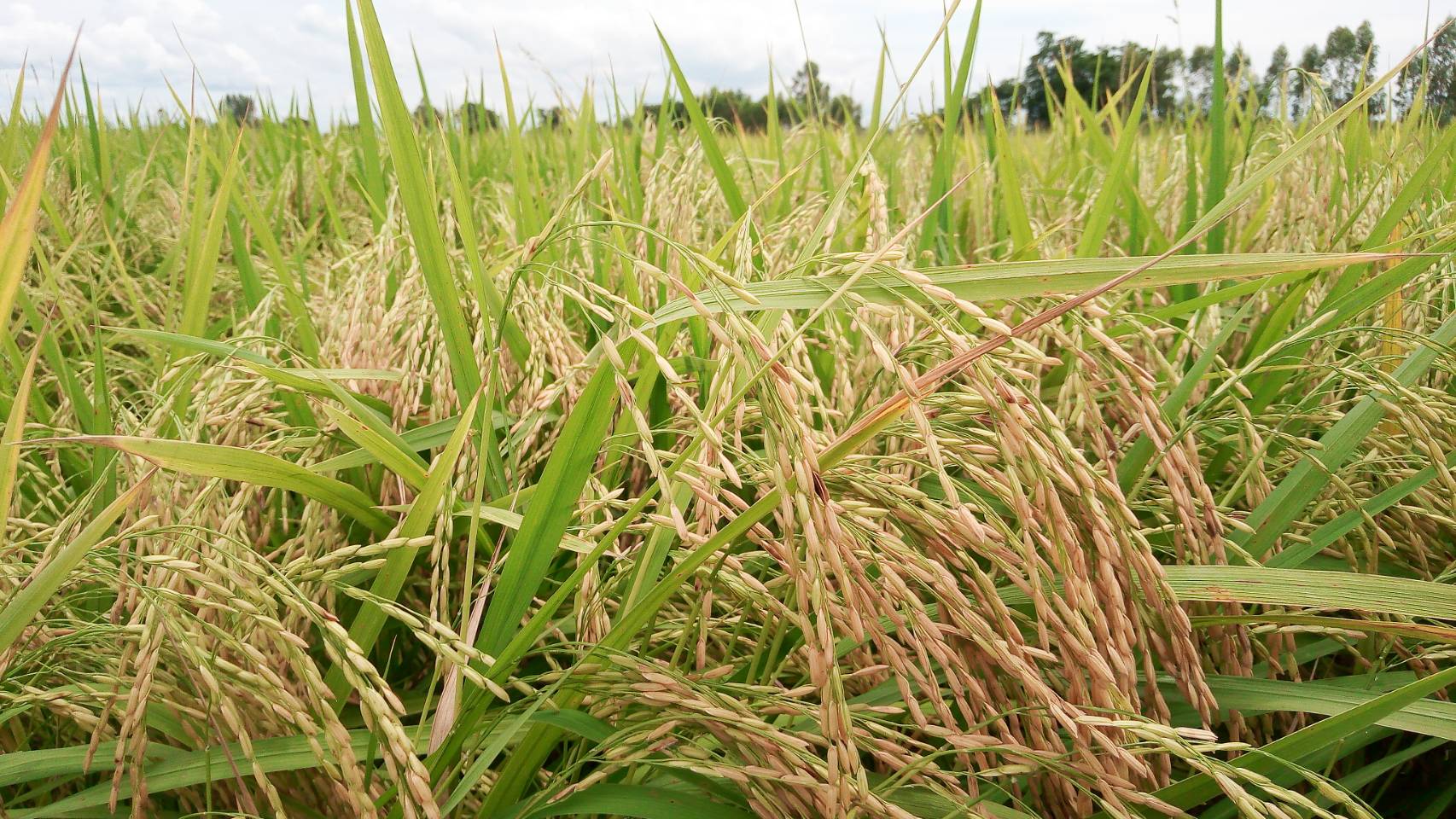 สารเทคโนโลยีชีวภาพ รักษ์ดิน รักษ์น้ำ ขนาด 500 ml. / ขวด