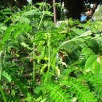 กระถิน (Acacia)100 เมล็ด