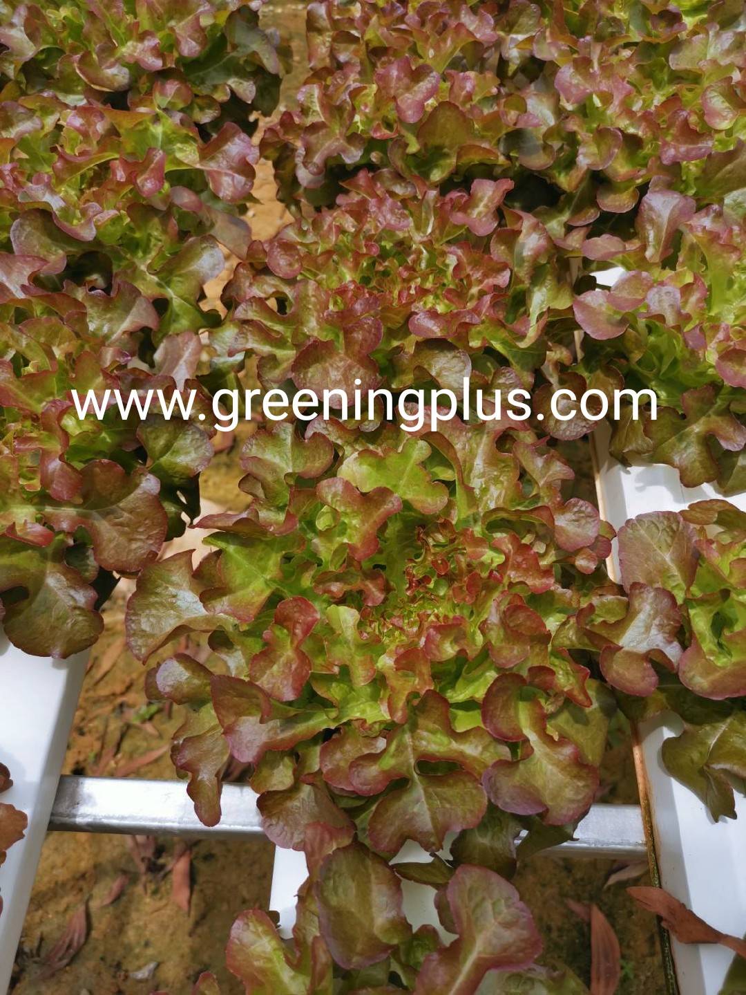 red oakleaf (Opalix) Enza Zaden 100 pills(เคลือบ)