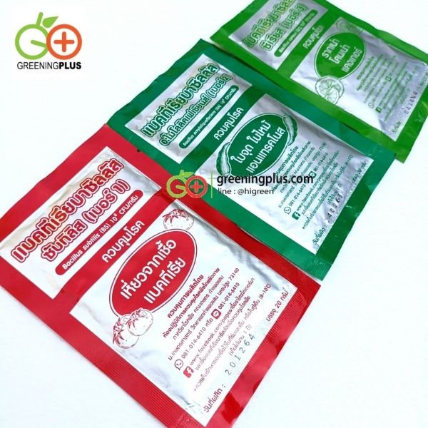 แบคทีเรียบาซิลลัส เบอร์ 1 ควบคุมโรคเหี่ยวที่เกิดจากแบคทีเรีย