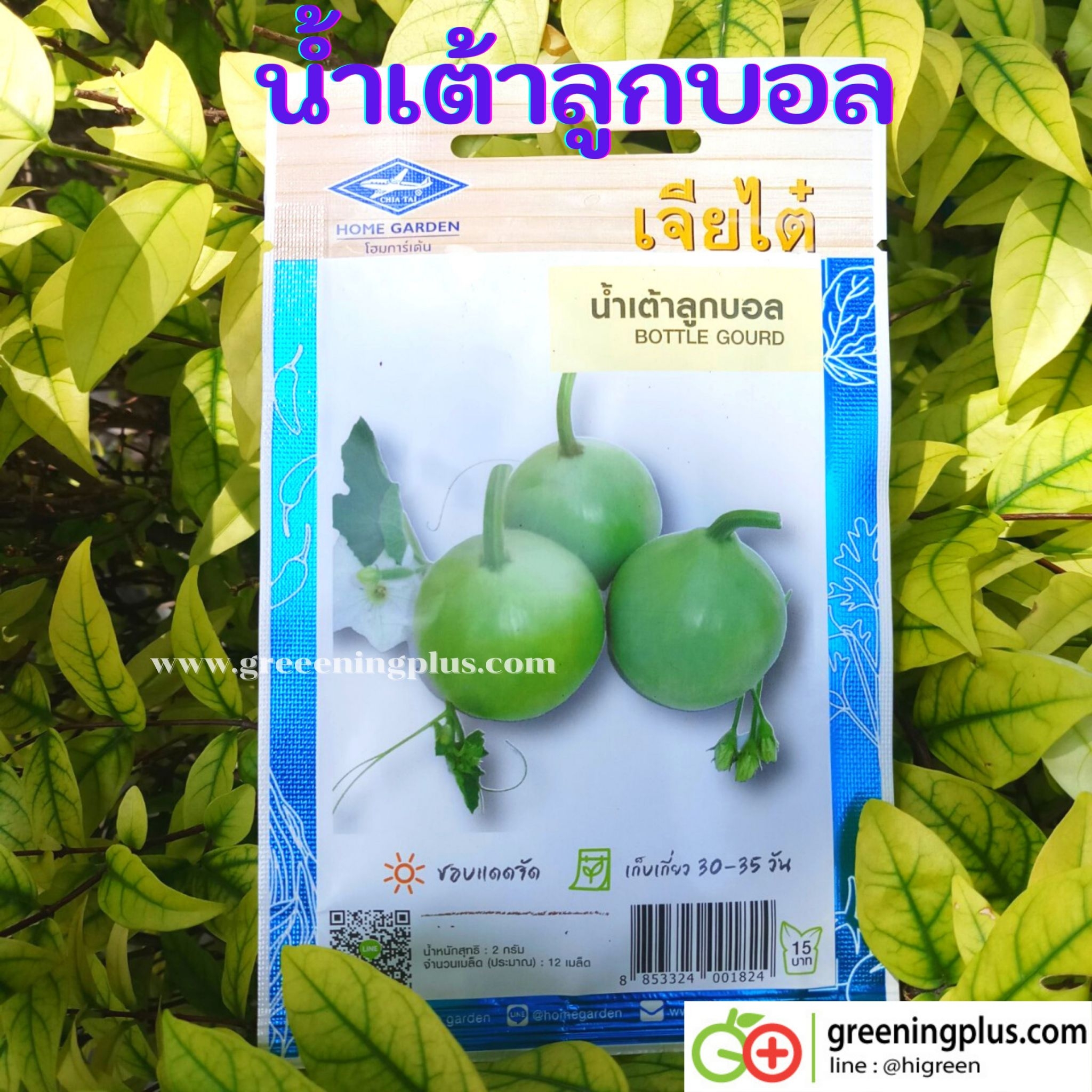 น้ำเต้าลูกบอล (Bottle gourd) เจียไต๋