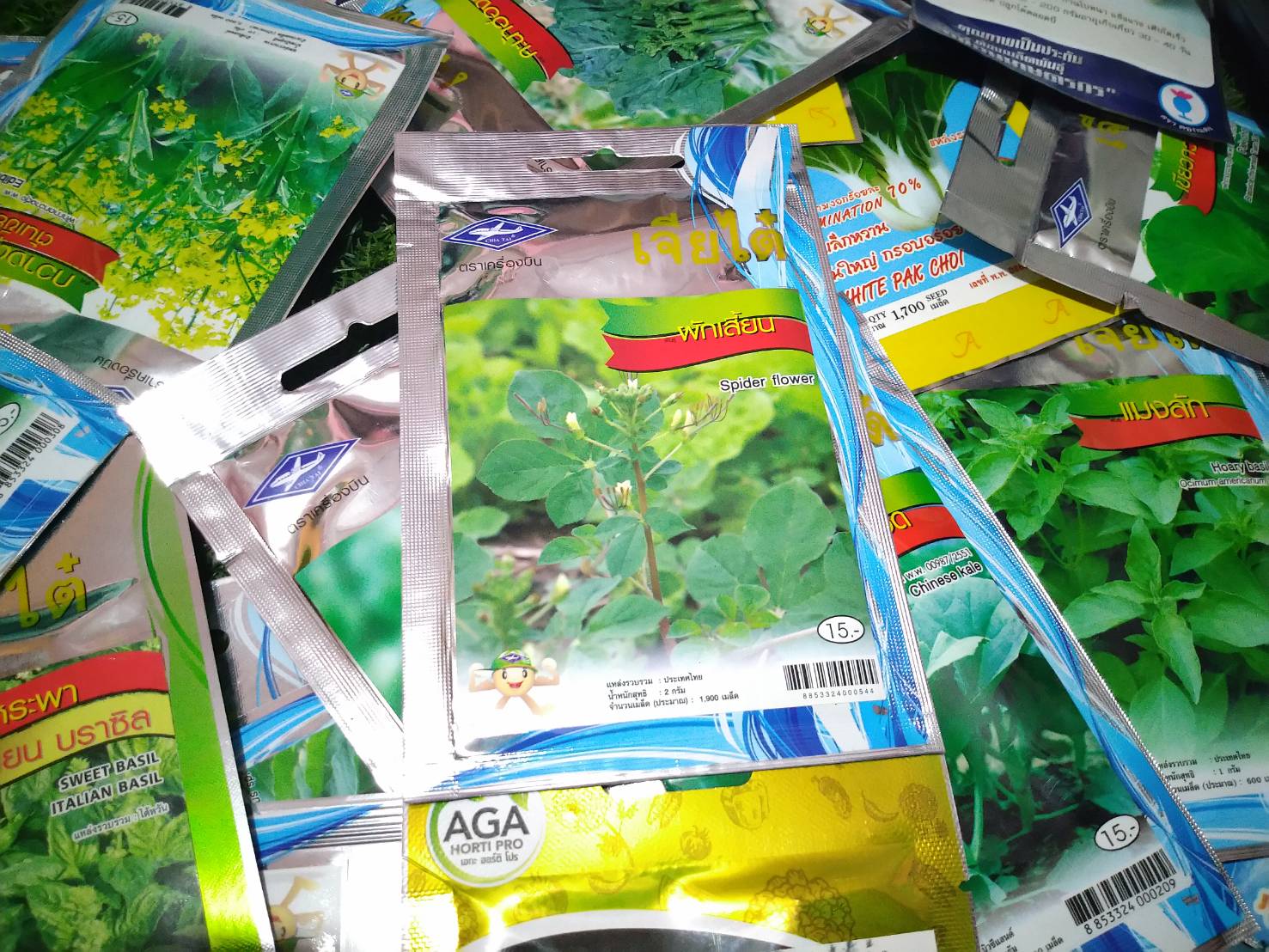 ผักเสี้ยน Spider Fiower เจียใต๋