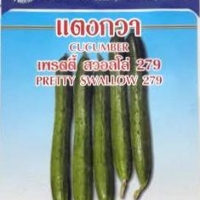 แตงกวาญี่ปุ๋น เพรตตี้ สวอลโล่ 279 cucumber pretty swallow เพื่อนเกษตร