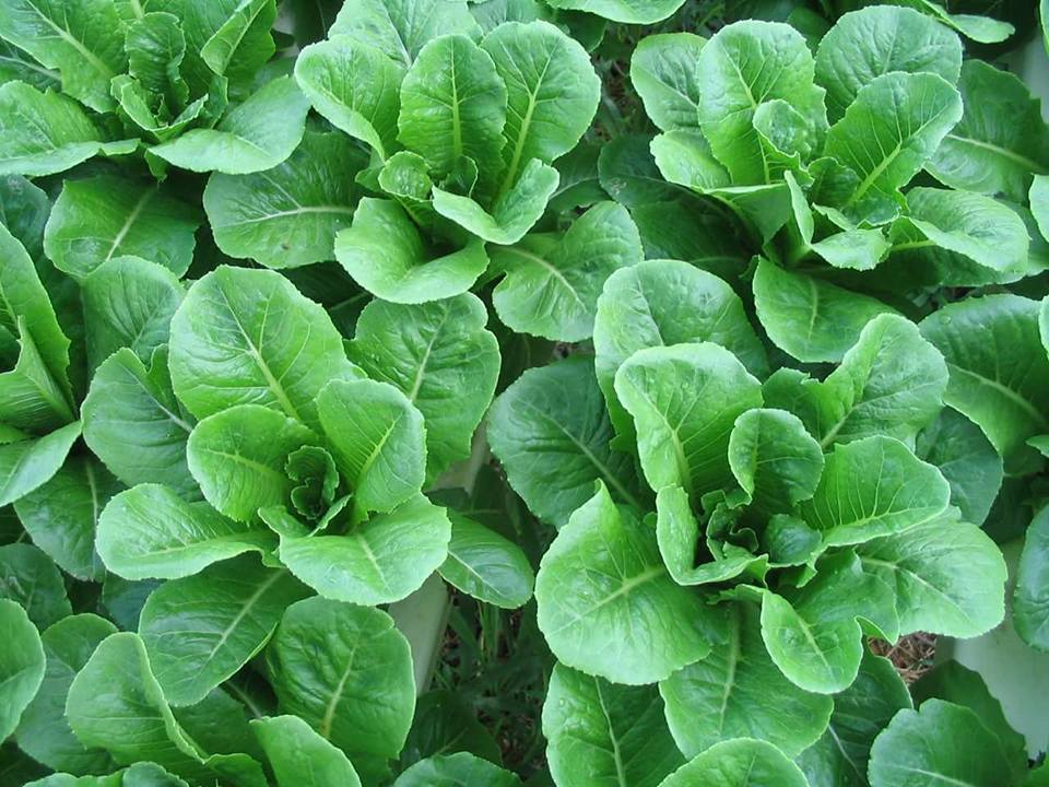 ชุดเมล็ดสลัด 9 ชนิด / แพ็ค