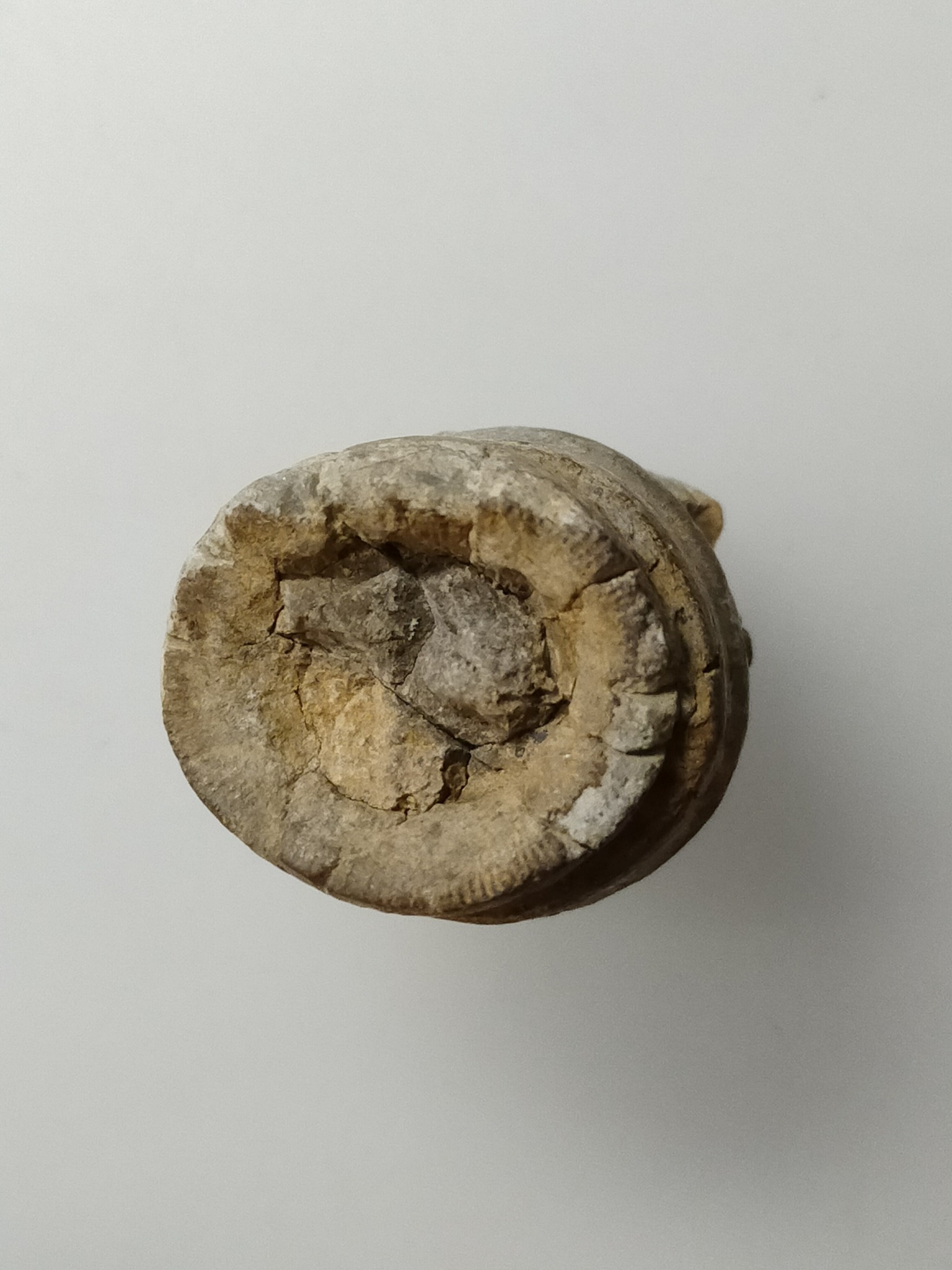 H431 ฟอสซิล ไม่ทราบชนิด