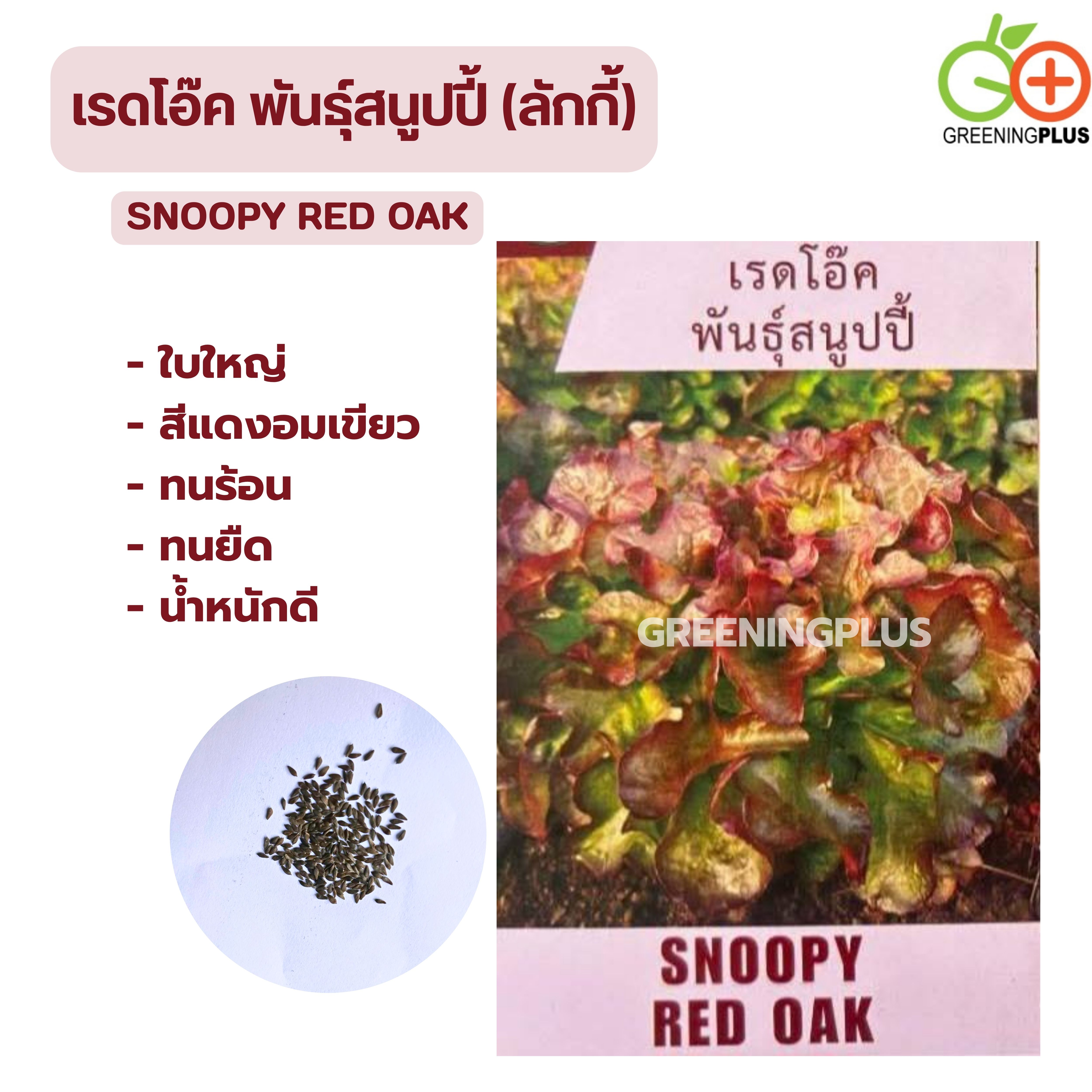 เรดโอ๊ค พันธุ์สนูปปี้ (ลักกี้) 500 เมล็ด แบบไม่เคลือบ (เมล็ดสีดำ )