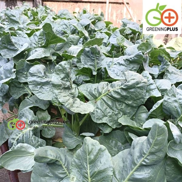 คะน้าเห็ดหอม 250 กรัม/ห่อ