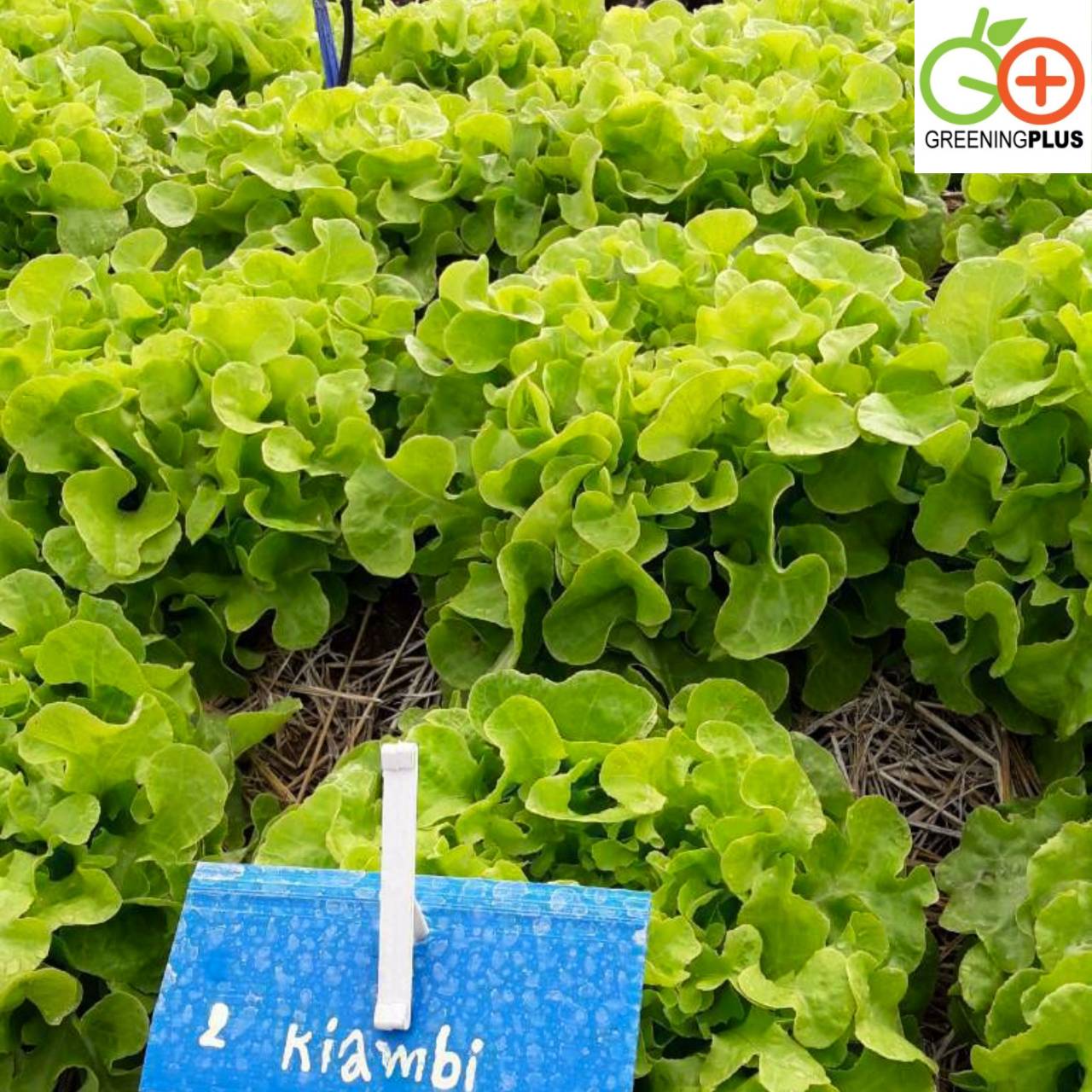 green oakleaf (KIAMBI) Dutch 100 pills(เคลือบ)