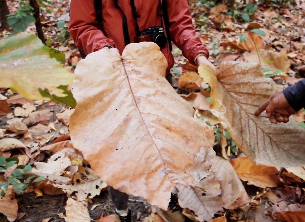 จานใบไม้สี่เหลี่ยม กว้าง 14 ซม. ยาว 21 ซม. แพค 20 ใบ จานใบไม้ตองตึงธรรมชาติ จานใบไม้ธรรมชาติ จานใบตอง จานธรรมชาติ