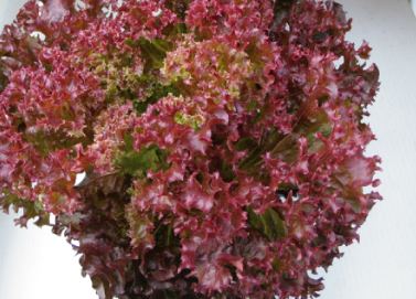 ชุดเมล็ดสลัด 9 ชนิด / แพ็ค