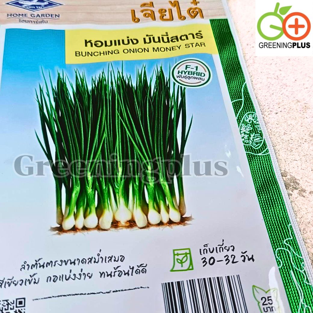 หอมแบ่ง มันนี่สตาร์ (BUNCHING ONION MONEY STAR) เจียใต๋