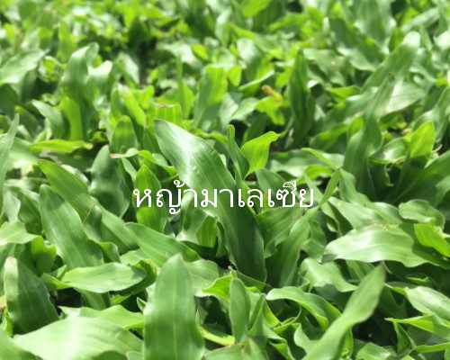 หญ้ามาเลเซีย