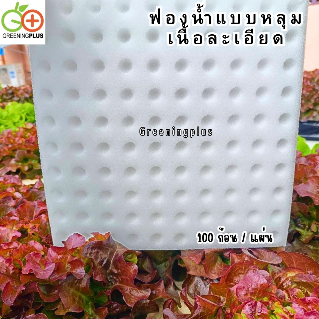ฟองน้ำแบบหลุม เนื้อละเอียด ขนาด 1x1x1 นิ้ว (100 ช่องปลูก / แผ่น) จำนวน 1 แผ่น