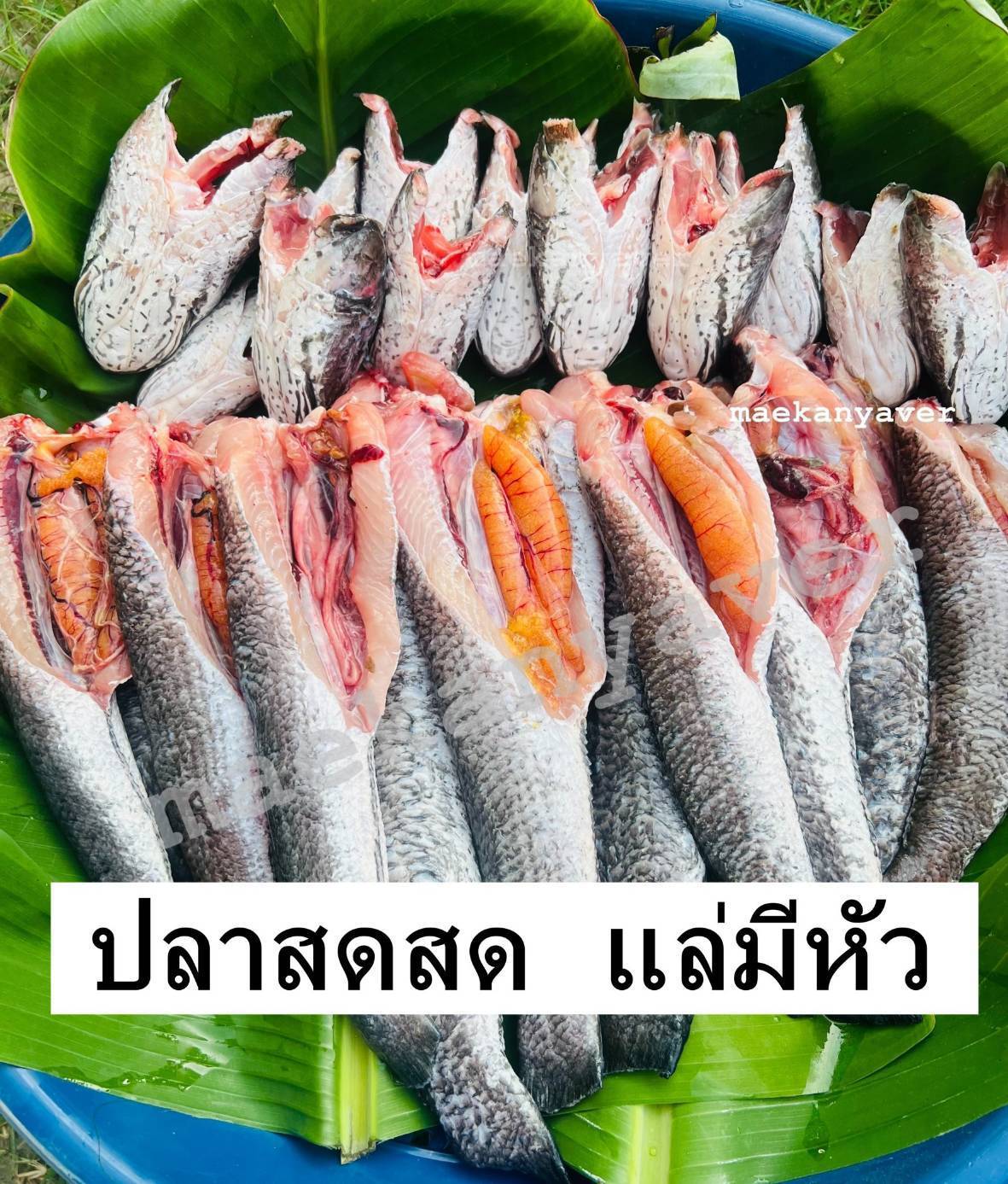 ปลาช่อน ขอดเกล็ดแล้ว มีเนื้อ หัว พื้นท้อง (สด)