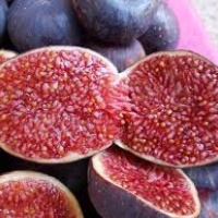 mini purple fig 15เมล็ด/ซอง