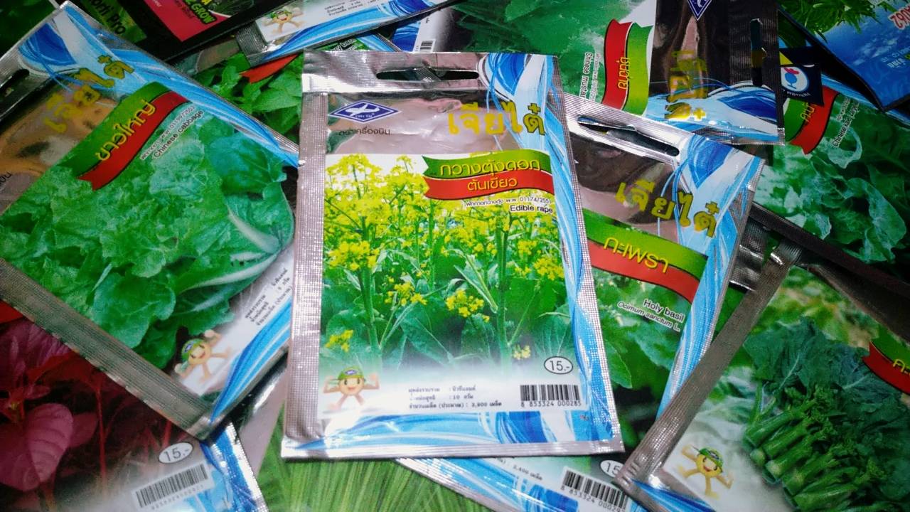 กวางตุ้งดอก ต้นเขียว Edible rape เจียไต๋