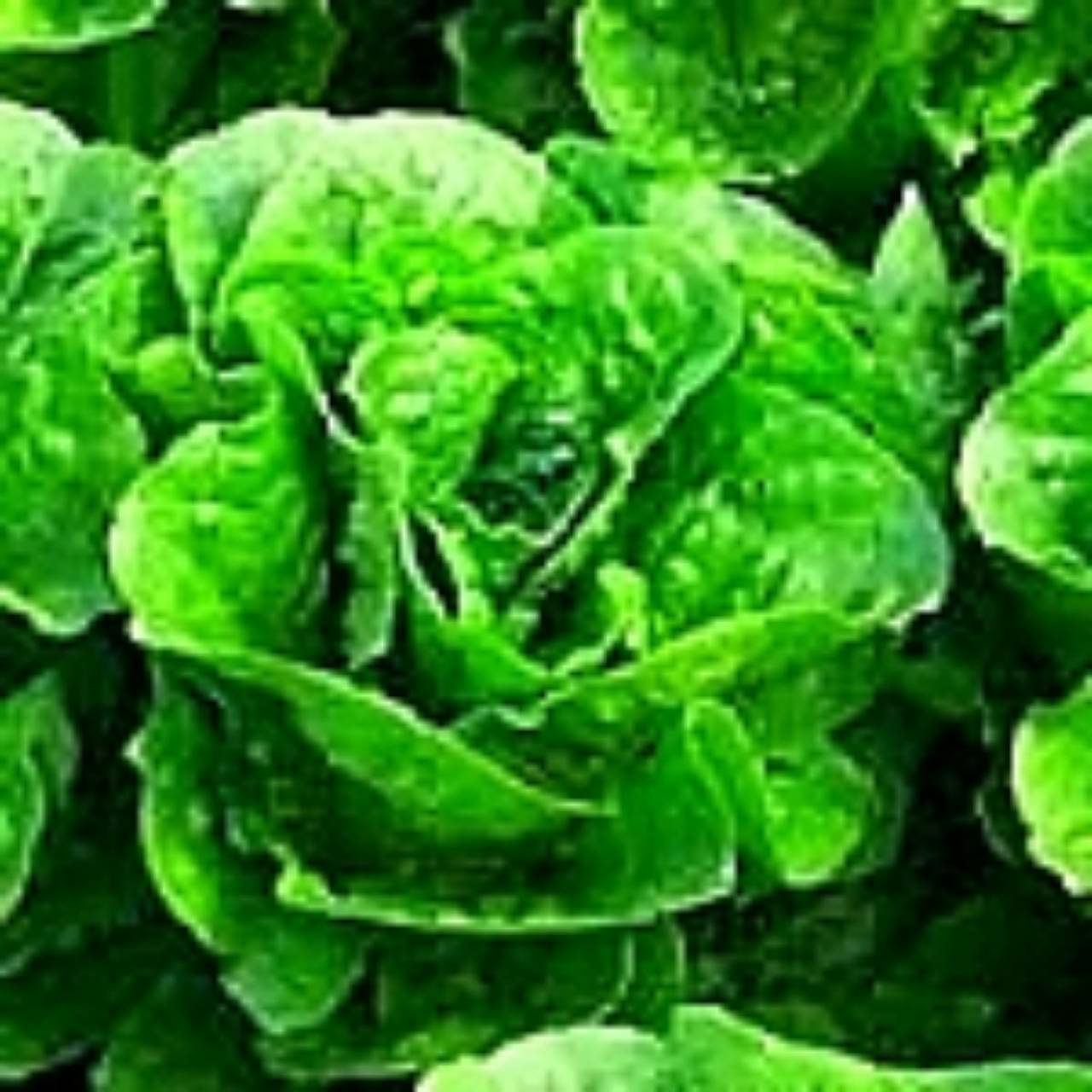 green babycos 100 pills(ไม่เคลือบ)