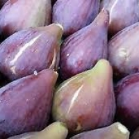 kavak fig 15เมล็ด/ซอง