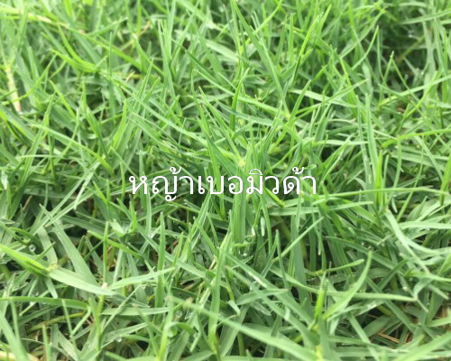 หญ้าเบอร์มิวด้า