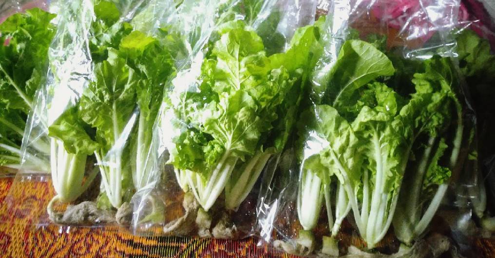 กาดขาวไดโตเกียวเบกานา (Chineae Cabbage) เพื่อนเกษตร