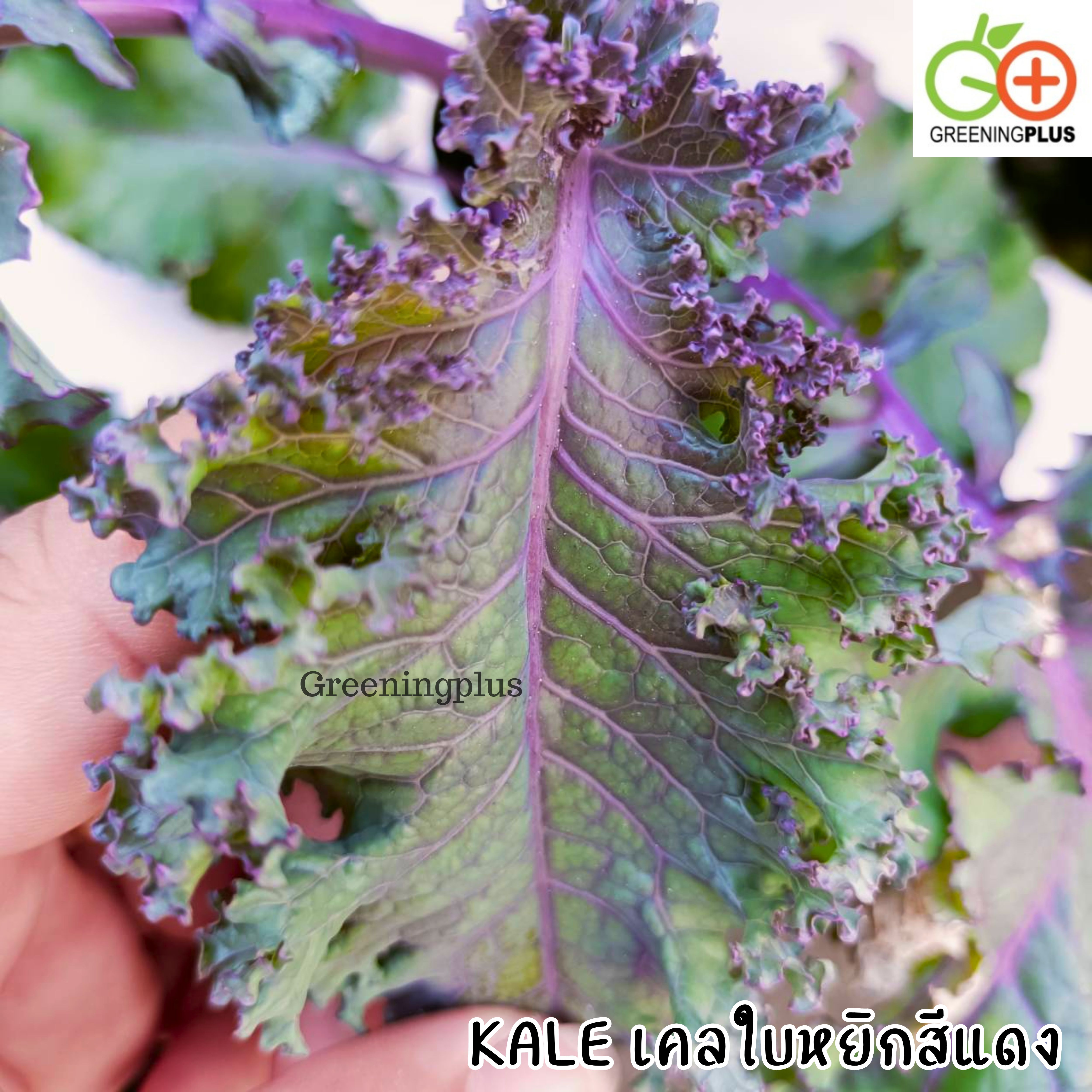 KALE เคลใบหยิกสีแดง 30 เมล็ด./ซอง