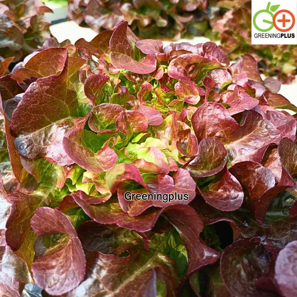 red oak (ฺRed Splash) Hi-Q 1000 pills (ไม่เคลือบ) ทนร้อน เมล็ดสีดำ