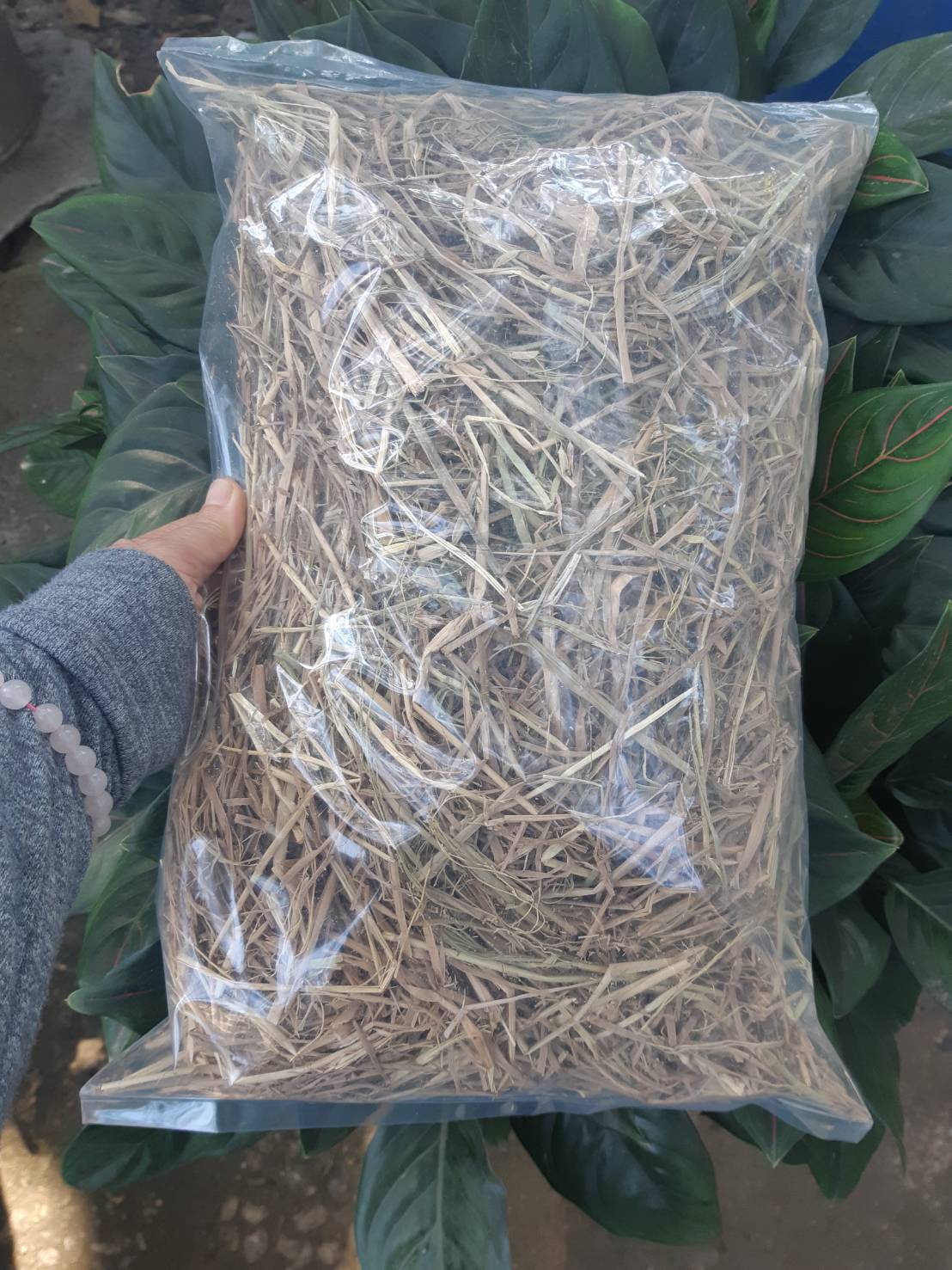 ฟางข้าว