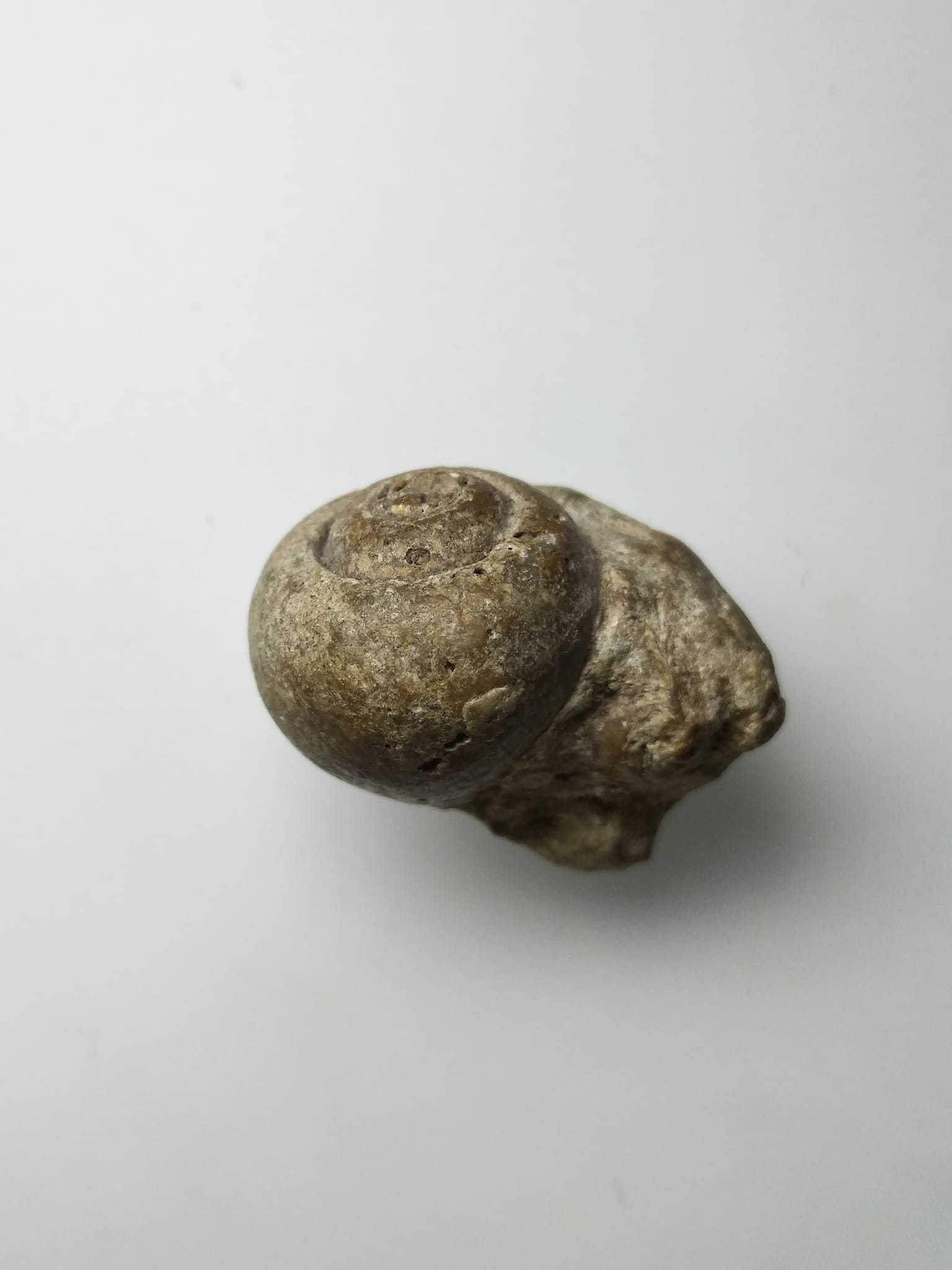 G287 หอยกลายเป็นหิน