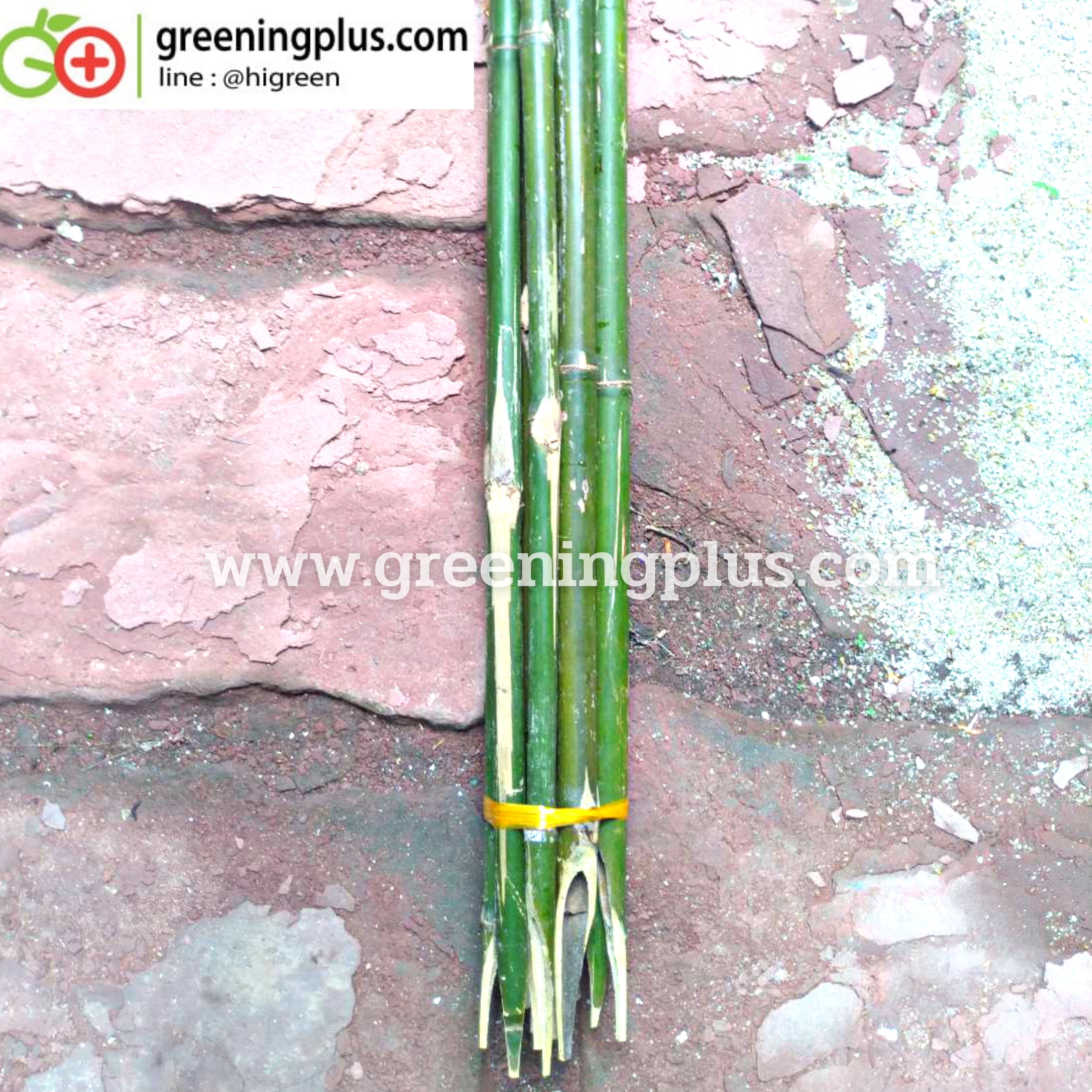 ไม้ปักค้ำต้นไม้ ไม้กลมแข็งแรง แหลมปลายสะดวกต่อการใช้งาน ขนาด 1.3-1.5 เมตร x 2 มัด