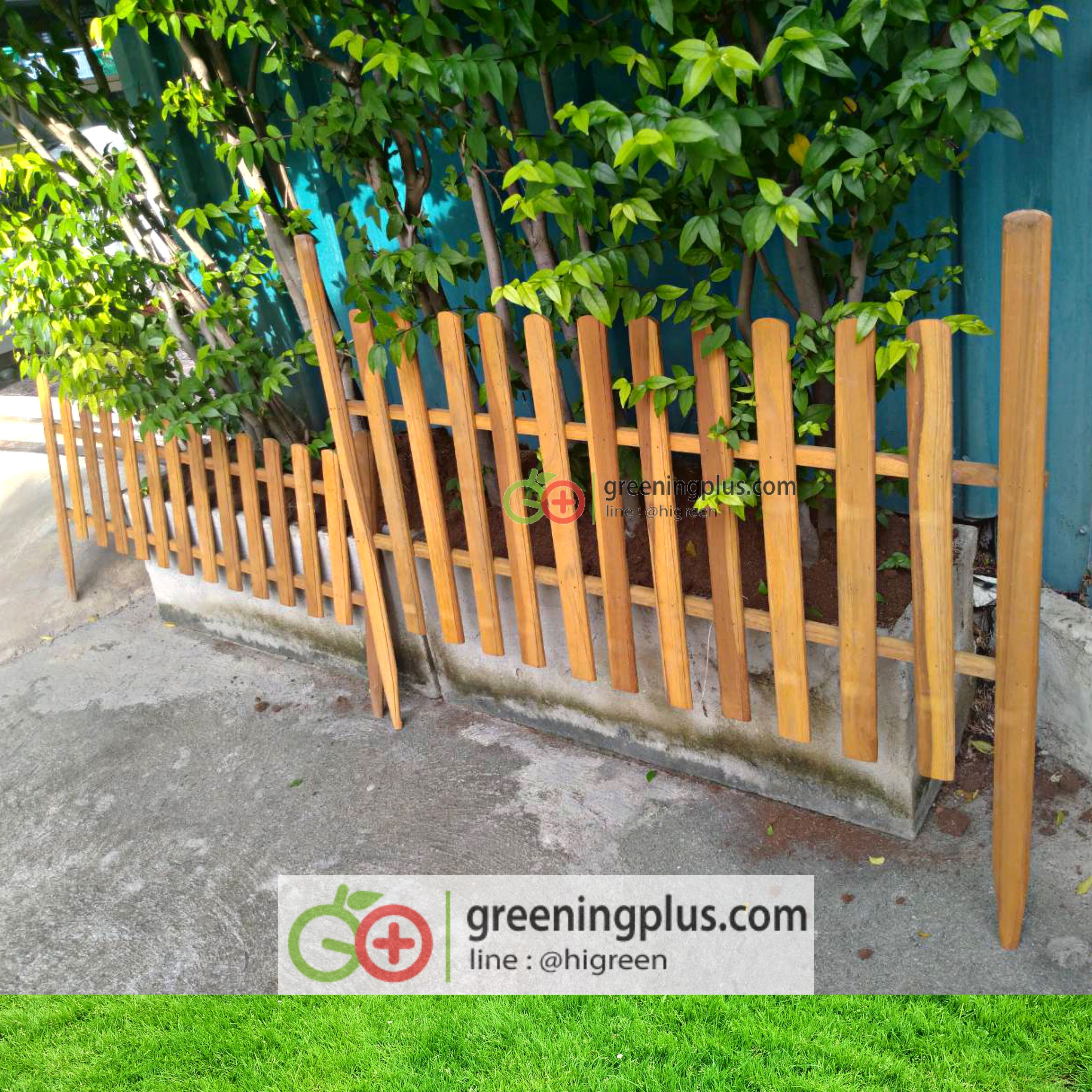 ไม้รั้ว ไม้ตกแต่งสวน