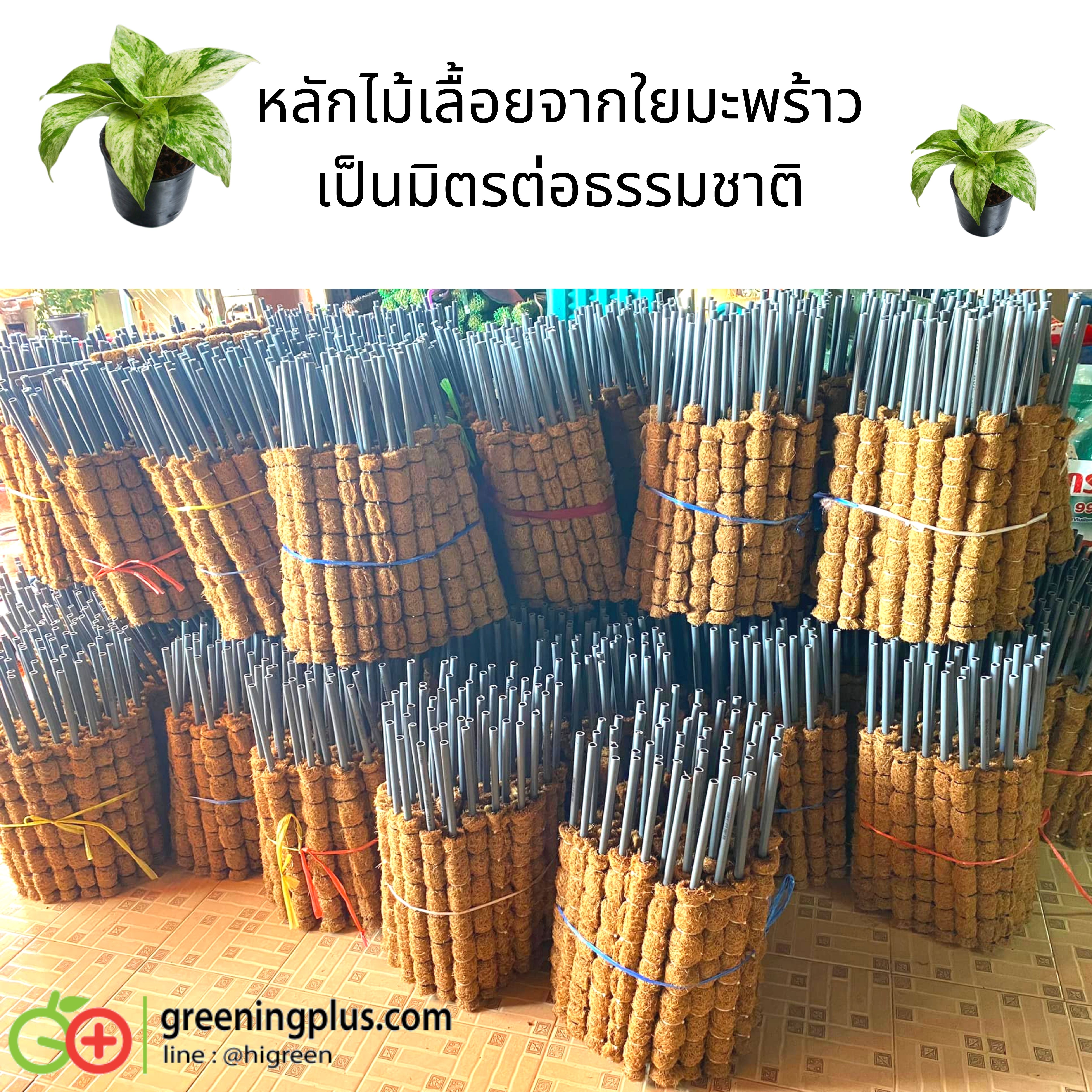 หลักไม้เลื้อยใยมะพร้าว จำนวน 1 อัน