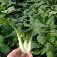 กวางตุ้งเบบี้ฮ่องเต้ต้นขาว สามเอ