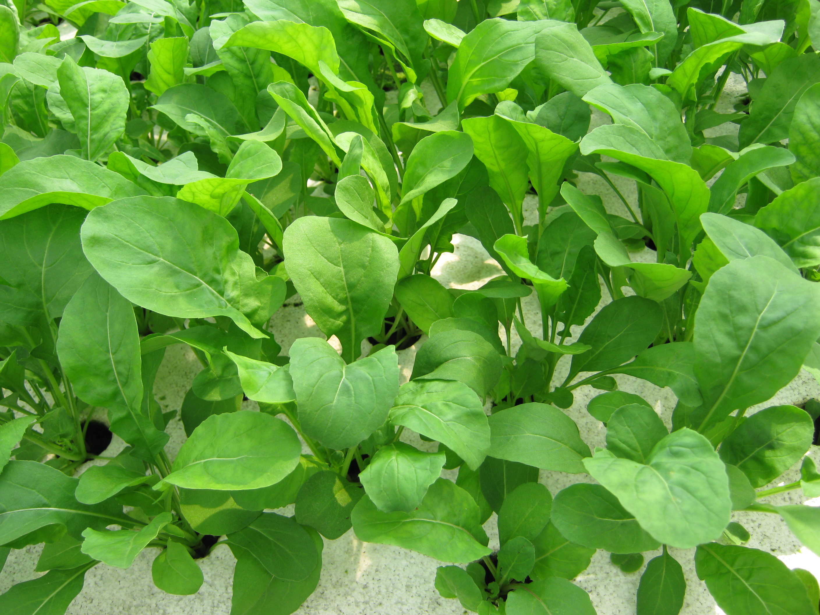 ร็อคเก็ต Rocket 5 กรัม