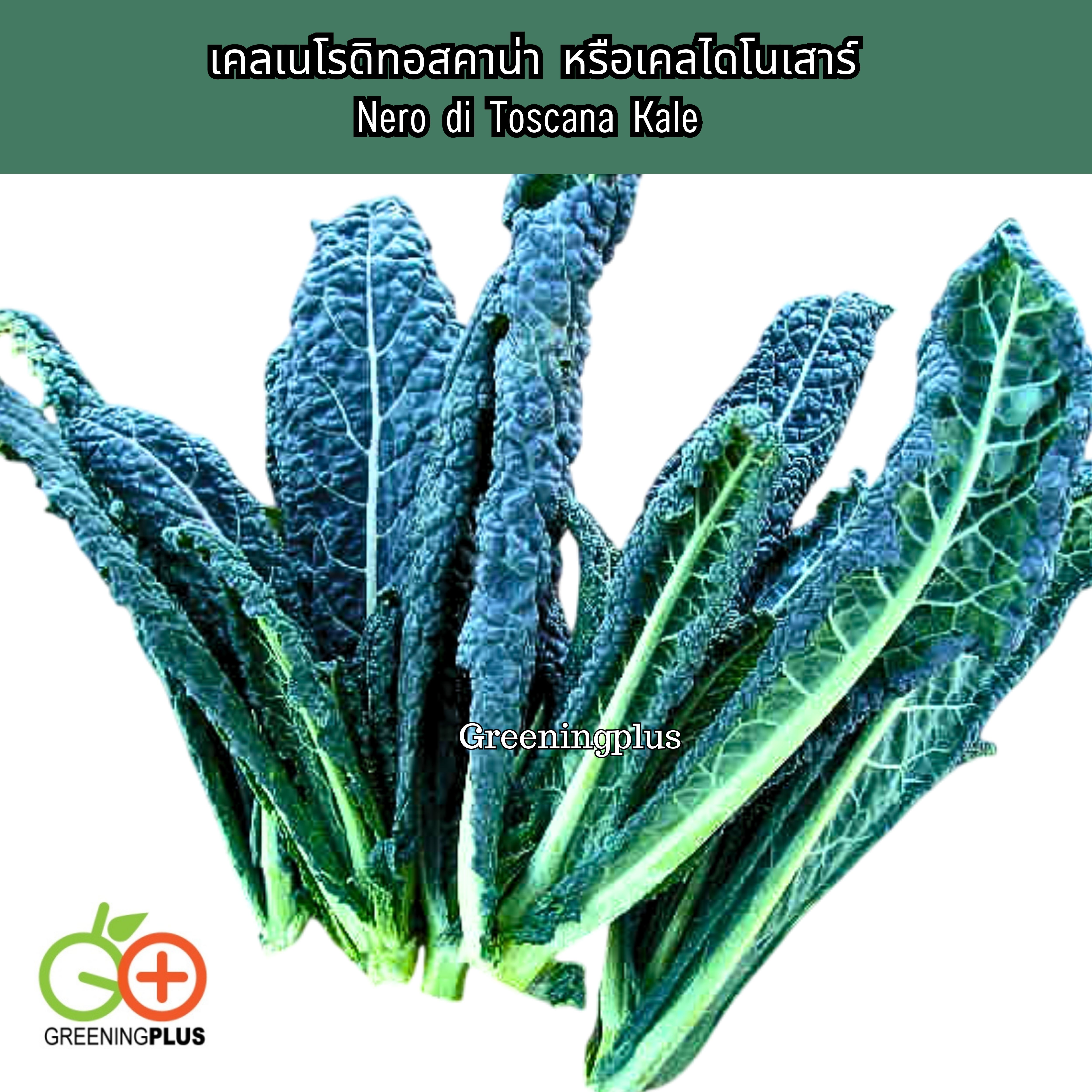 KALE เคลเนโรดิทอสคาน่า หรือเคลไดโนเสาร์ Nero di Toscana Kale 30 เมล็ด./ซอง