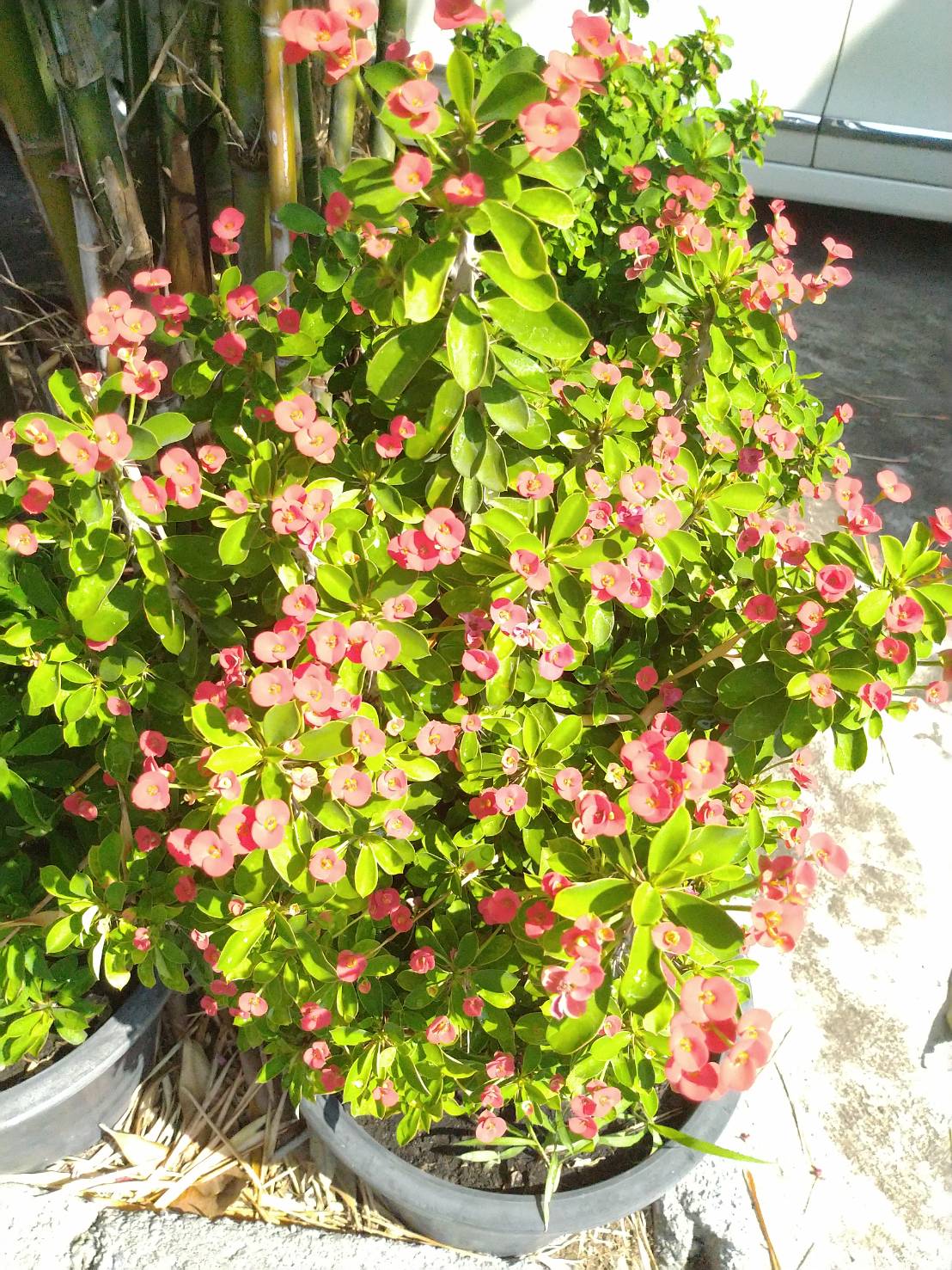 ปุ๋ยอินทรีย์แบบผง (สีแดง) ขนาด 1 กก." ขวัญกสิกร "บำรุงดอกผล"