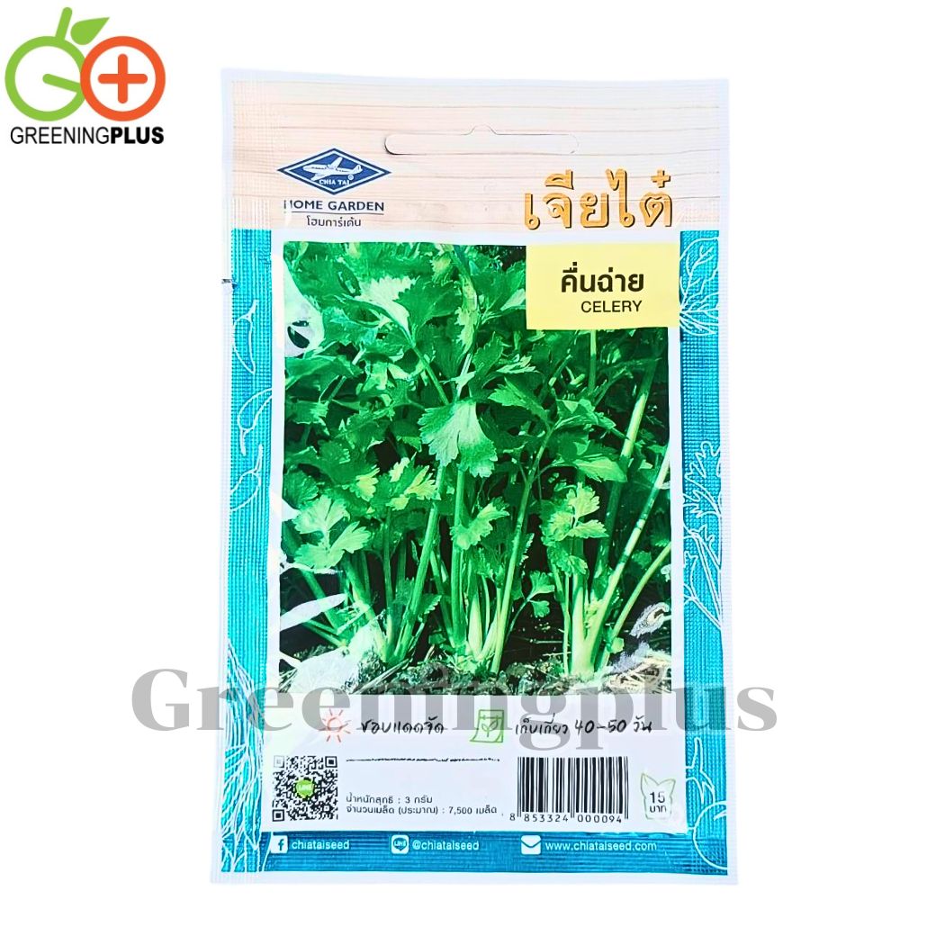 คื่นช่าย (Celery) เจียใต๋