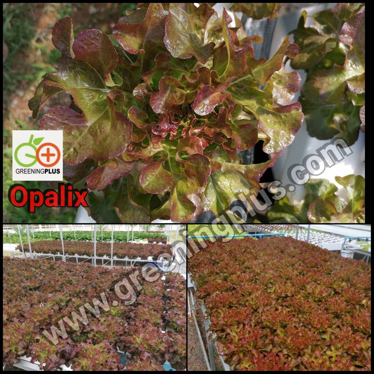 red oakleaf (Opalix) Enza Zaden 100 pills(เคลือบ)