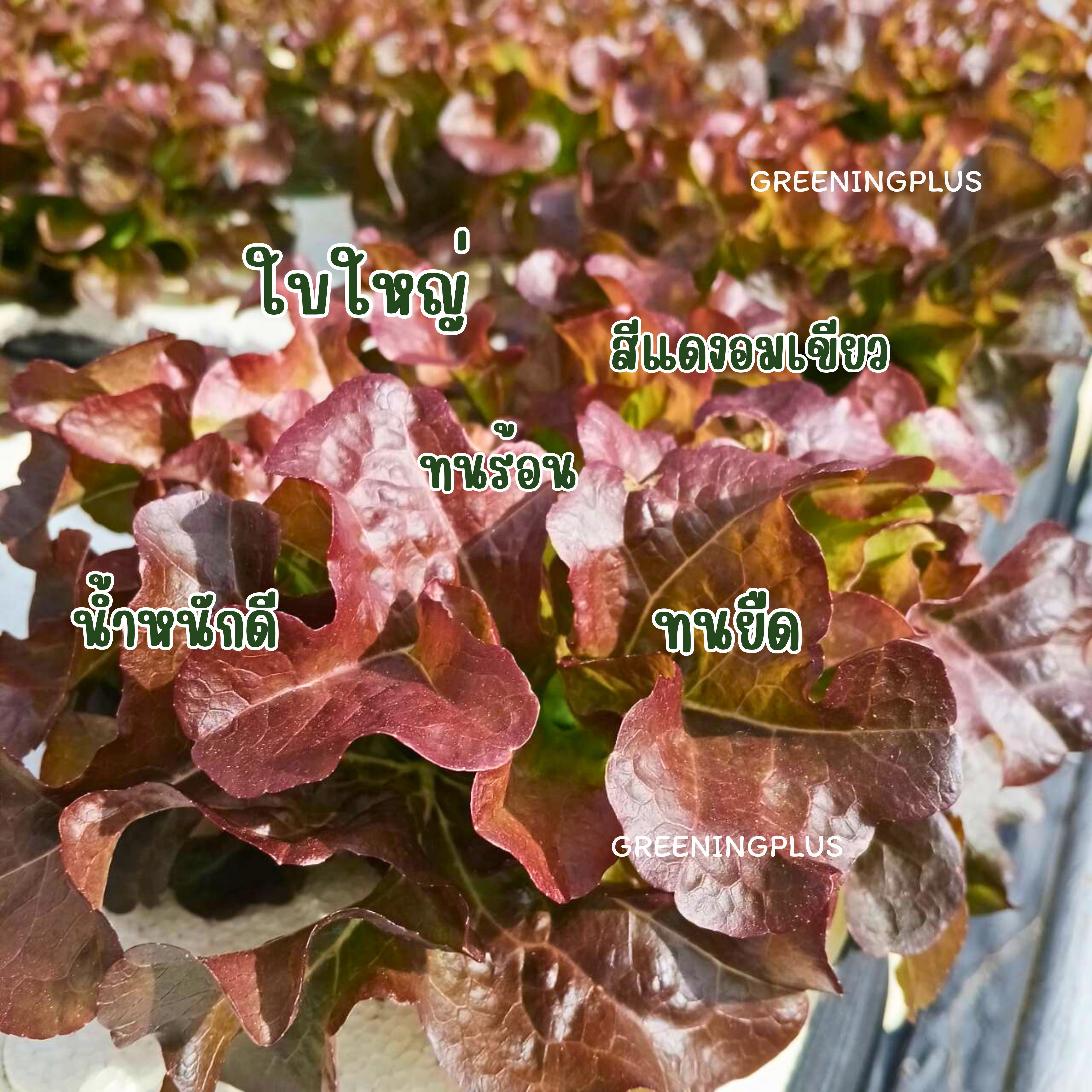 เรดโอ๊ค พันธุ์สนูปปี้ (ลักกี้) 500 เมล็ด แบบไม่เคลือบ (เมล็ดสีดำ )